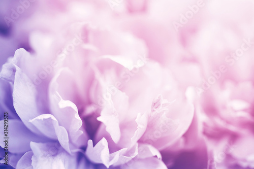 Closeup of pink peony flower, delicate background, soft focus. © isavira