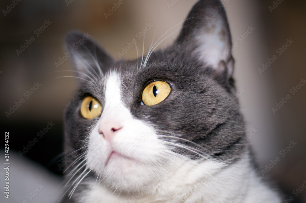 closeup of a beautiful, white and grey female cat with orange/yellow eyes. Alert cat