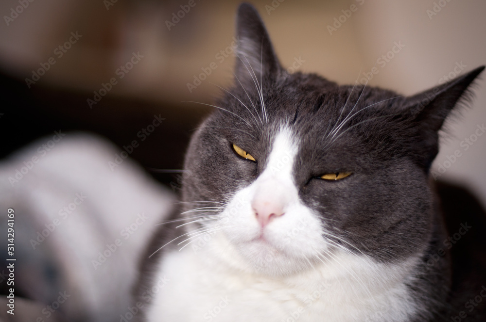 closeup of a cranky, beautiful, white and grey female cat with orange/yellow narrowed eyes