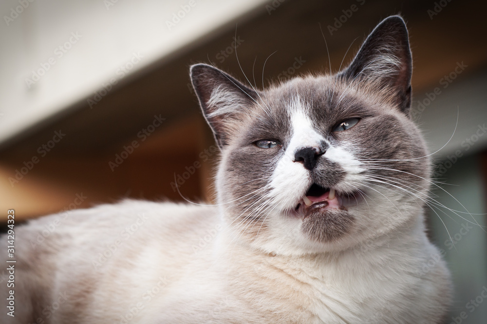 closeup of a cranky, beautiful seal point hissing cat with blue narrowed eyes. he is very angry and his mouth is open.