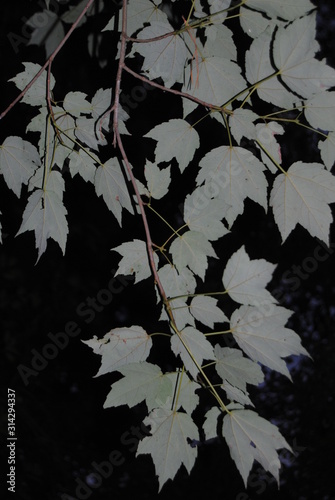 Wallpaper Mural night sky background with branches of tree Torontodigital.ca