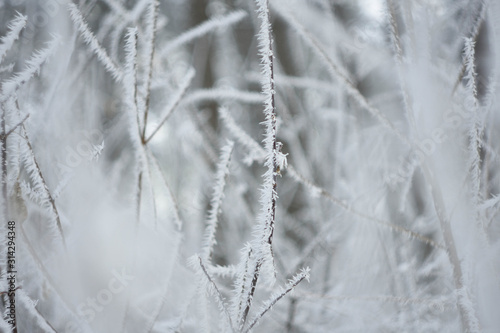 frost on branches © Яна Торосян