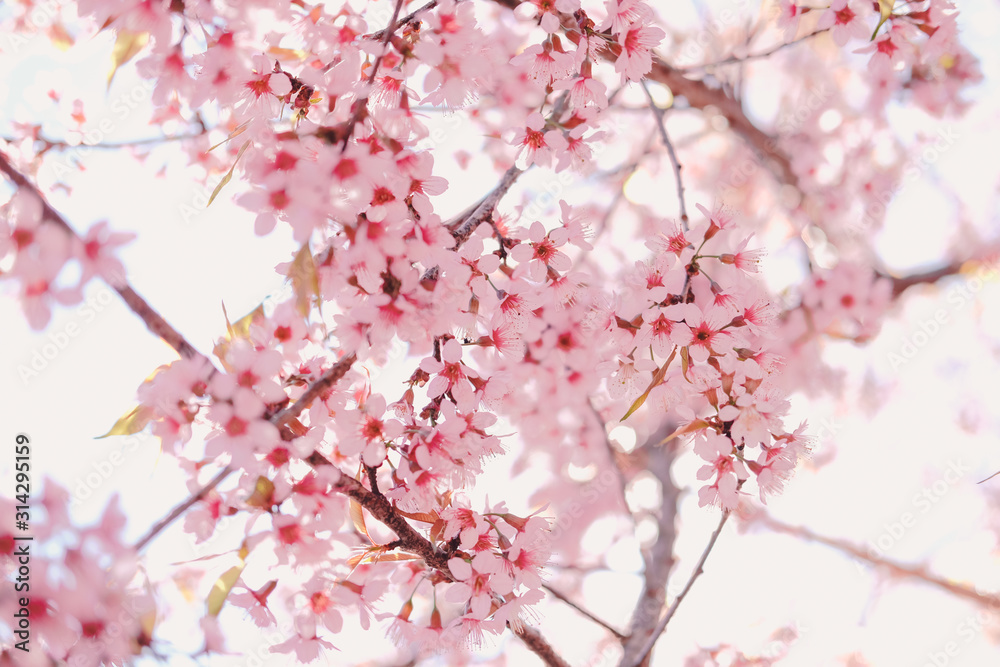 wild himalayan sakura cherry blossom flower. blooming pink flora tree
