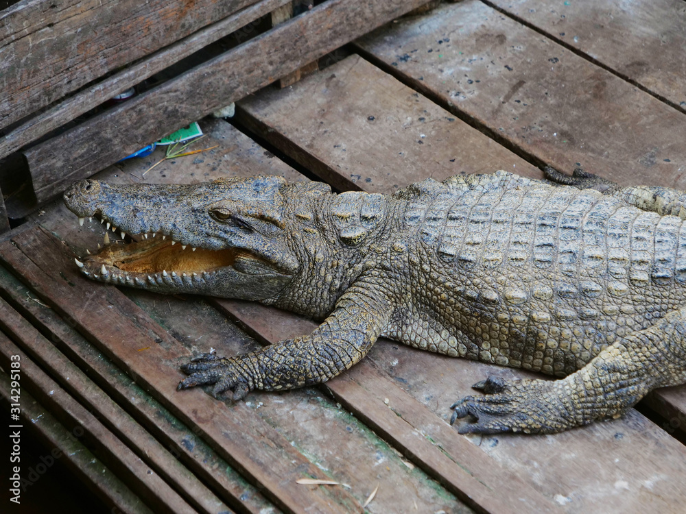 Fototapeta premium Crocodile in Tonle Sap lake in Siem Reap, Cambodia.