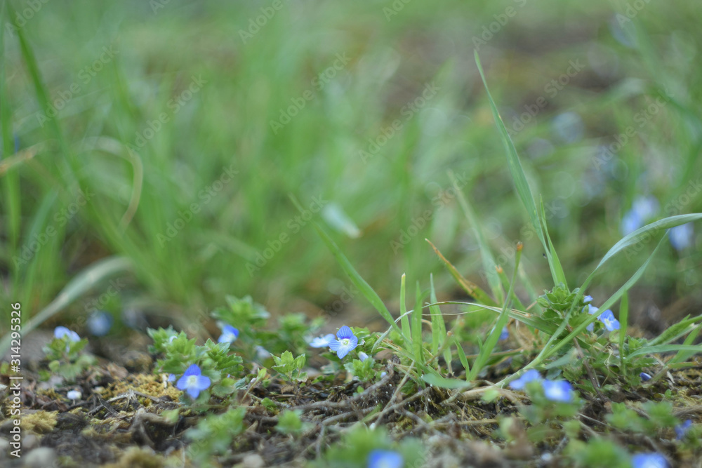 grass with dew grass with dew