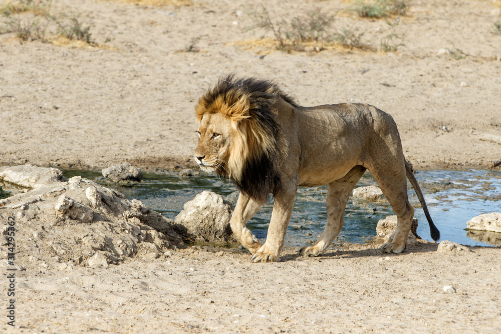 Lion, black maned Kalahari male, in Kgalagadi Transfrontier Park in South Africa
