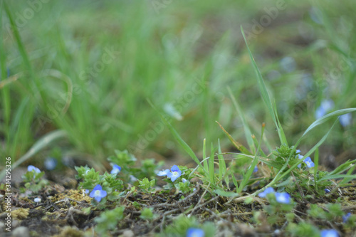 grass with dew © Яна Торосян