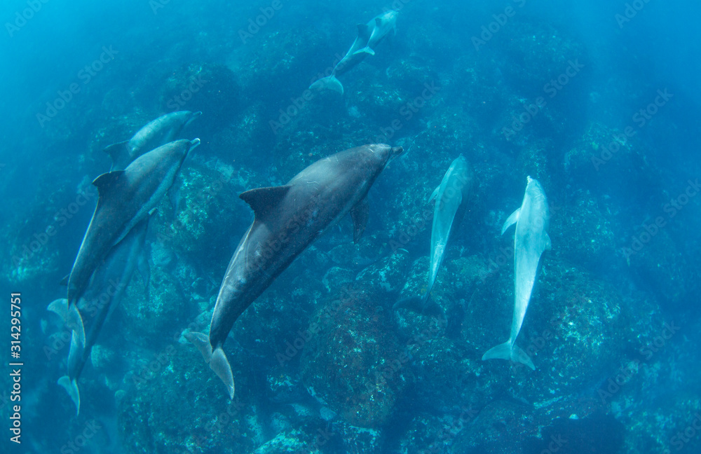 diver and fish