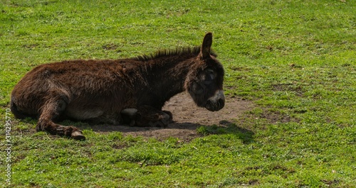 ein liegender Esel