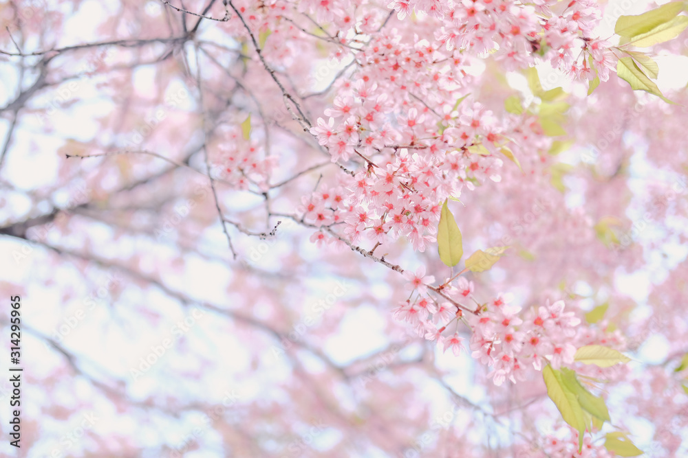 wild himalayan sakura cherry blossom flower. blooming pink flora tree wild himalayan sakura cherry blossom flower. blooming pink flora tree