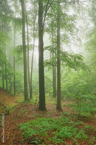 morning in the forest 