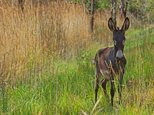   ne sauvage et maigre dans le bush sous la chaleur de l   t   en Australie.