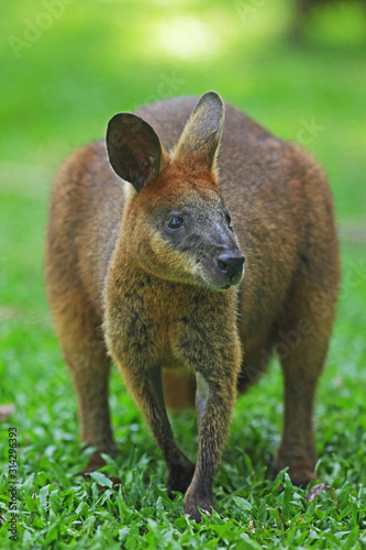 Konstfotografi Wallaby dans la campagne australienne, Kangourou, Marsupial
