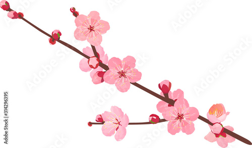 梅の花 枝02 ベクター