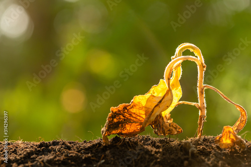 Fototapeta Dead young plant (Tobacco Tree) in dry soil on green blur background