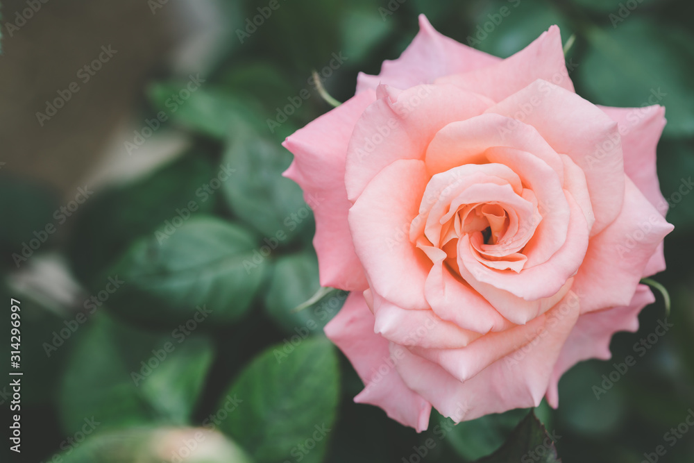 Pink bloom rose in garden. Home outdoor decoration and gardening concept Pink bloom rose in garden. Home outdoor decoration and gardening concept