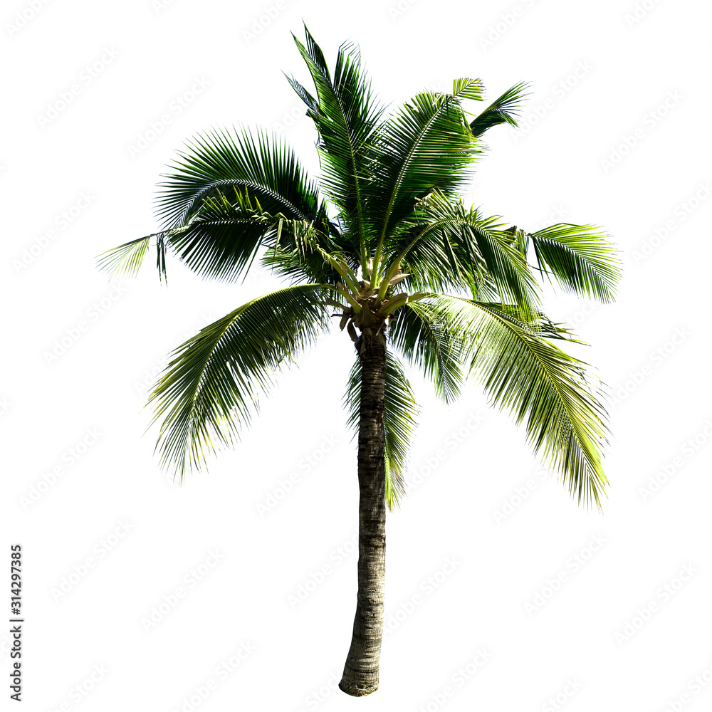 Obraz premium Coconut tree isolated on the white background.