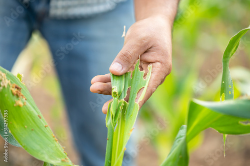 Canvas Print Farmer working in the field of corn tree and research or checking problem about