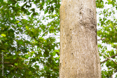 Fototapeta Naklejka Na Ścianę i Meble -  Teak tree in the forest with blurred background