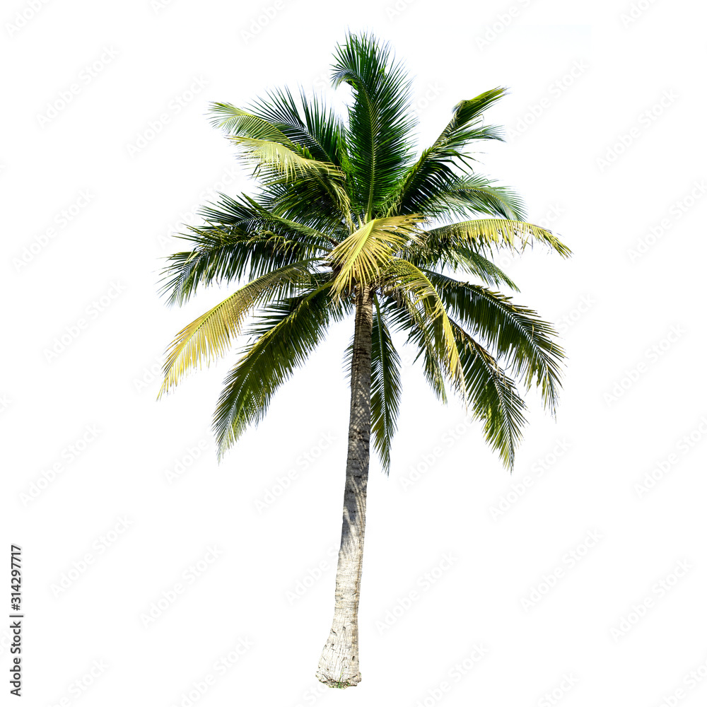 Coconut tree isolated on the white background.