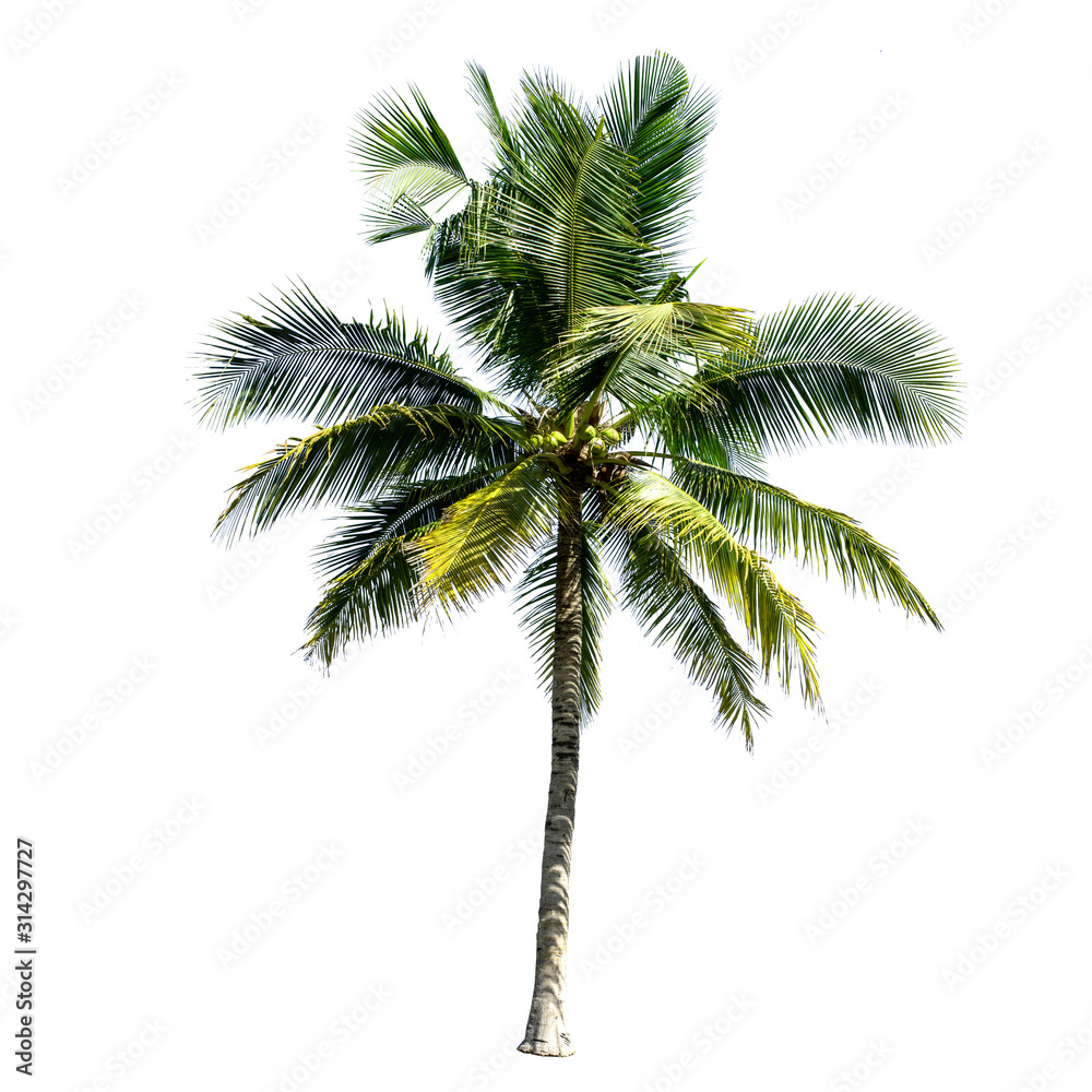 Obraz premium Coconut tree isolated on the white background.
