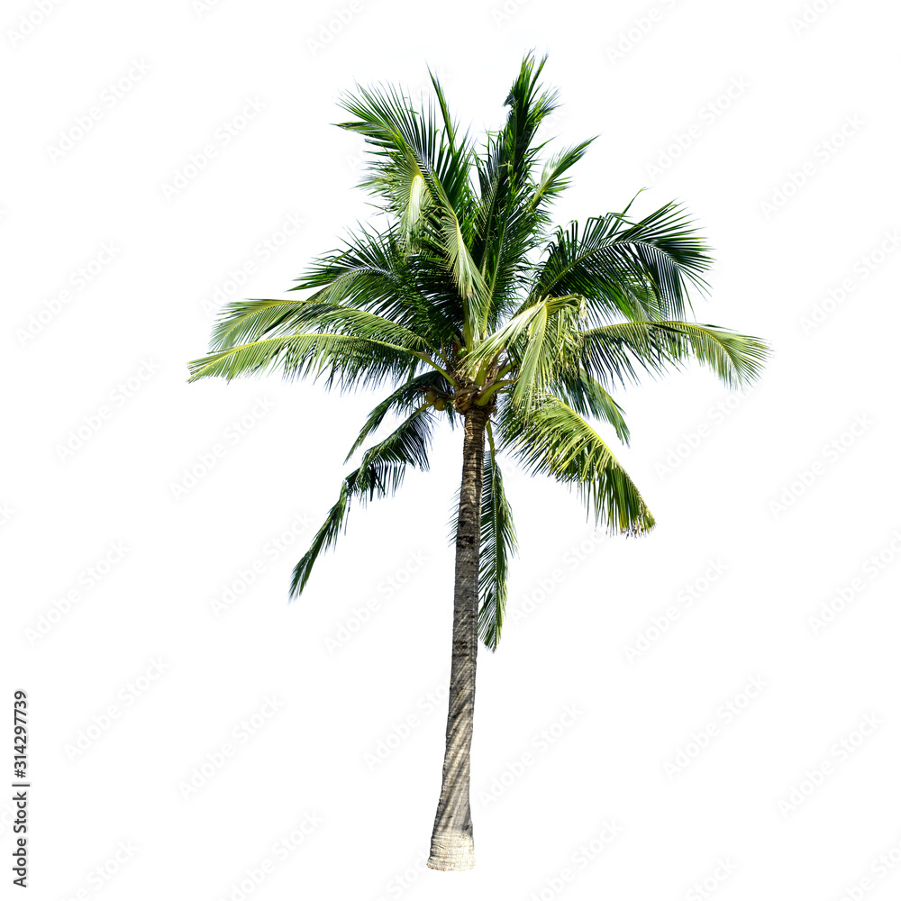 Fototapeta premium Coconut tree isolated on the white background.