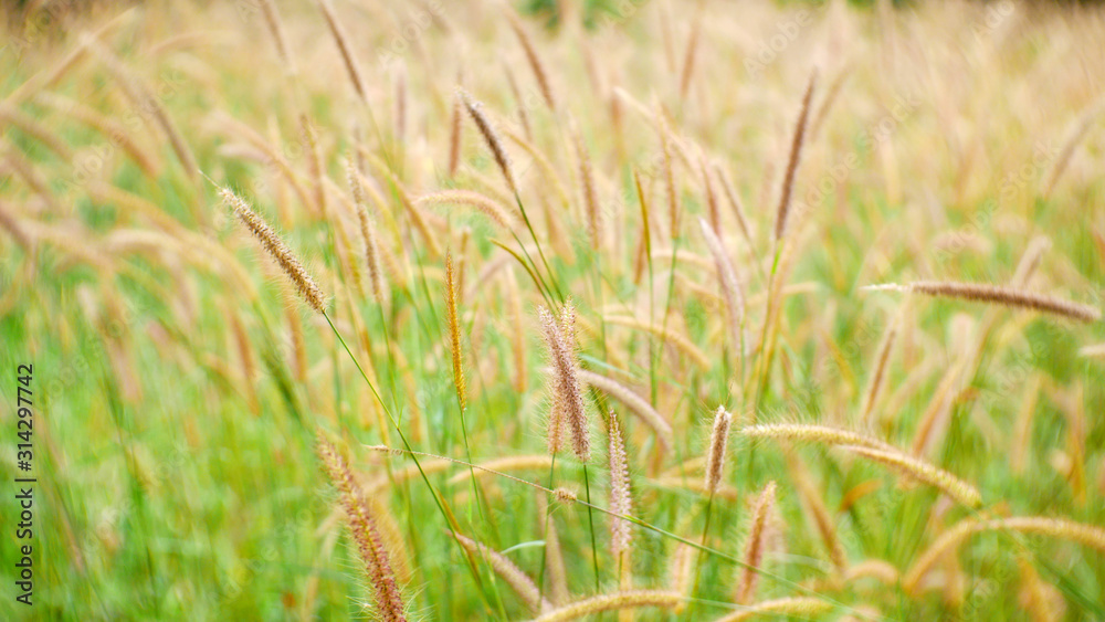 grass flower background, green wheat field, cattail flower outdoor summer