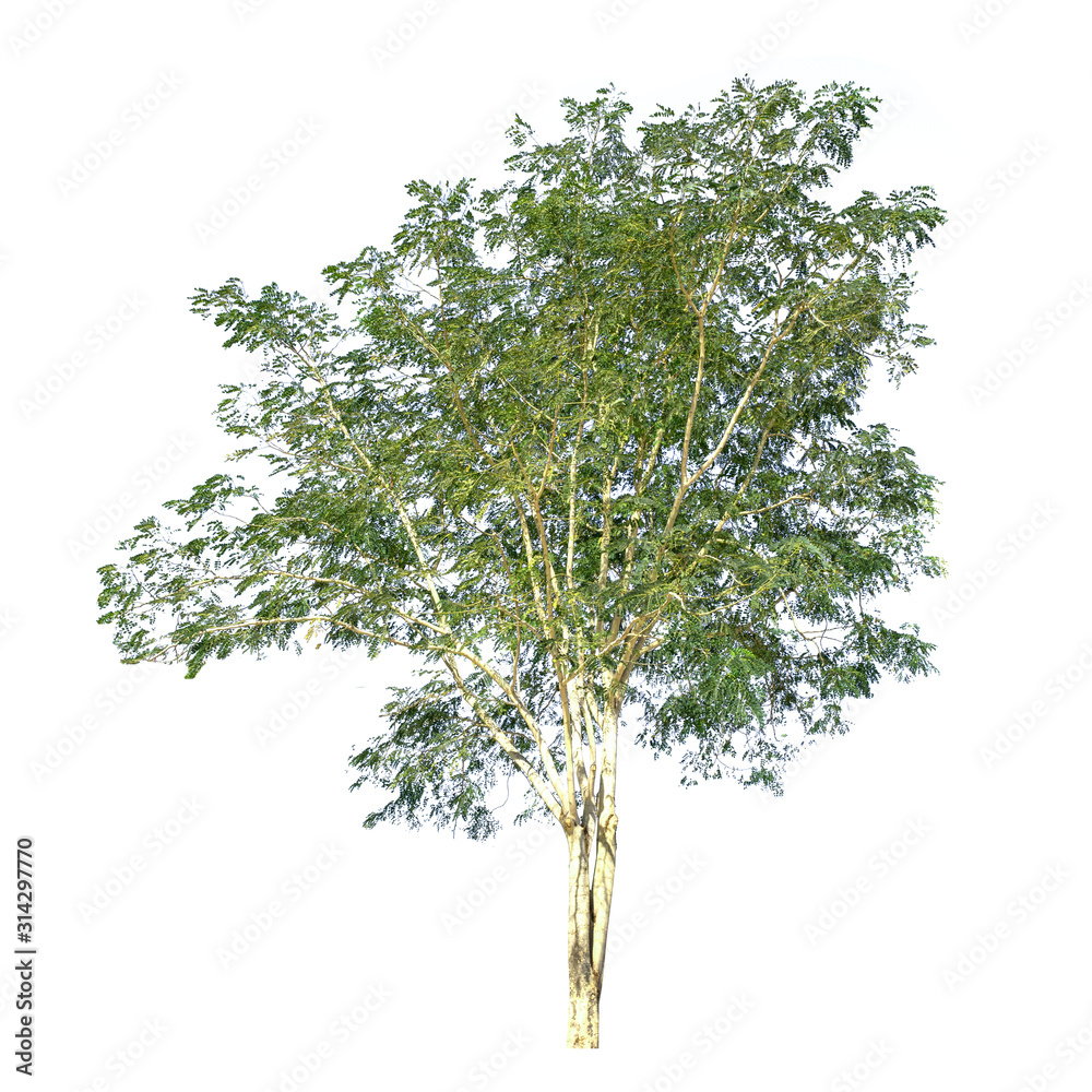 Obraz premium Trees isolated on the white background.