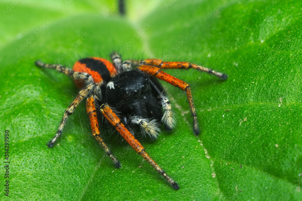Colorful jumper spider (male of Philaeus chrysops) found in an Italian house during summer Colorful jumper spider (male of Philaeus chrysops) found in an Italian house during summer