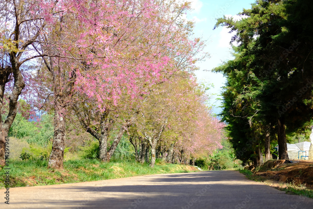 wild himalayan sakura cherry blossom flower. blooming pink flora tree