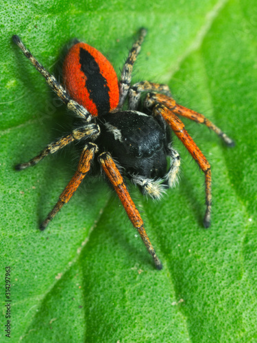 Colorful jumper spider (male of Philaeus chrysops) found in an Italian house during summer © saccobent