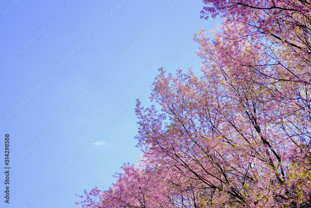 wild himalayan sakura cherry blossom flower. blooming pink flora tree wild himalayan sakura cherry blossom flower. blooming pink flora tree