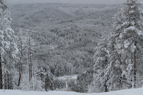 beautiful view of the winter forest and tree tops from the mountain slope photo