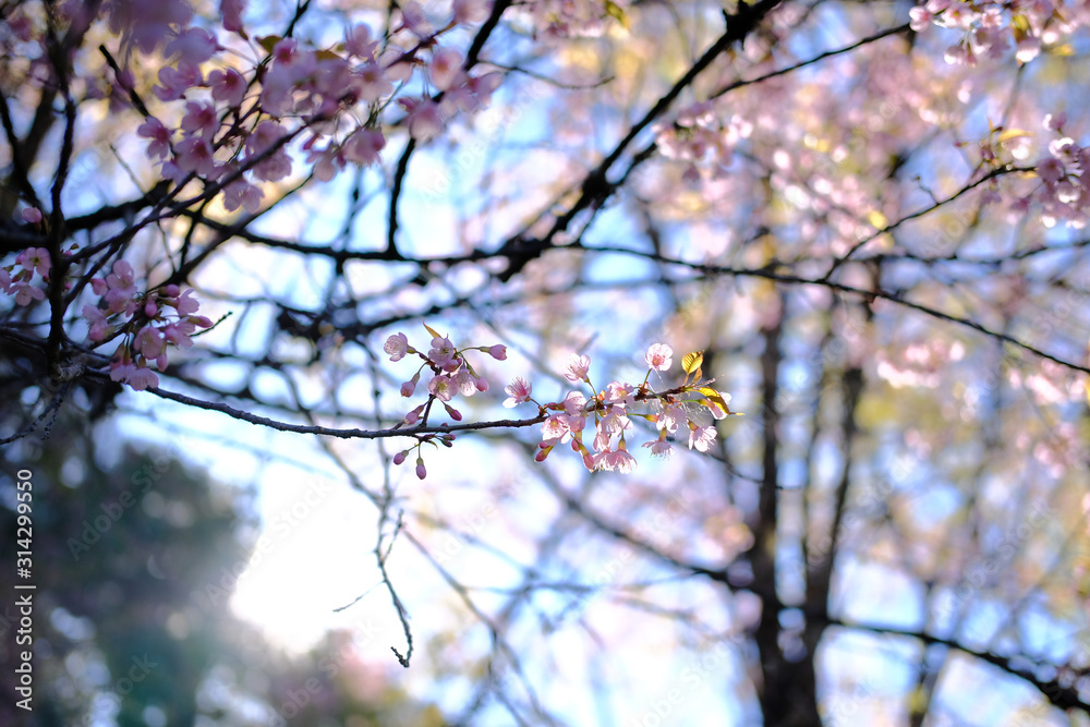 Obraz premium wild himalayan sakura cherry blossom flower. blooming pink flora tree