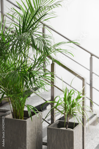Beautiful tropical plants near stair indoors. Element of interior design