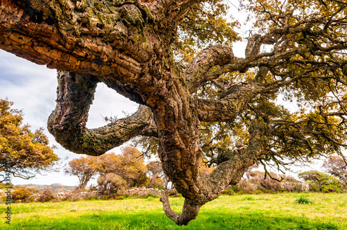 Crown of the cork oak (Quercus suber) with surrounding Sardinian landscape.  