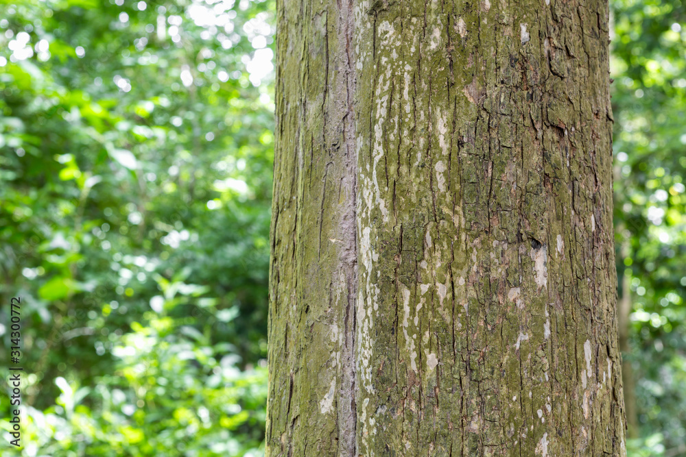 Teak tree in the forest with blurred background Teak tree in the forest with blurred background