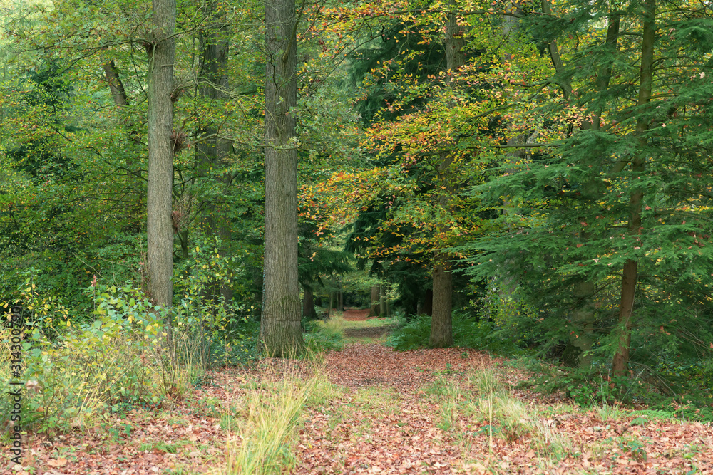 Pathway covered in fallen leaves in autumn woods. Pathway covered in fallen leaves in autumn woods.