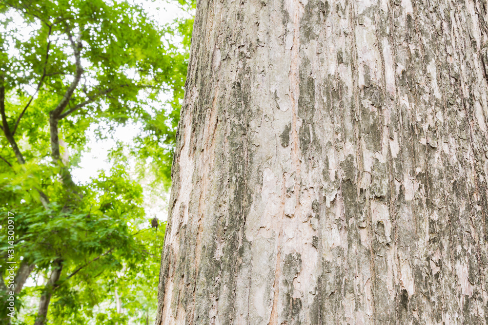 Teak tree in the forest with blurred background Teak tree in the forest with blurred background