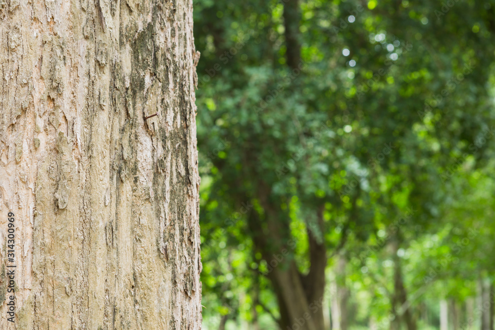 Teak tree in the forest with blurred background Teak tree in the forest with blurred background