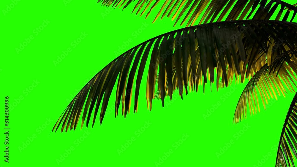 Animation palm branch and leaves in the wind on a green background.  Keying, green background alpha channel 