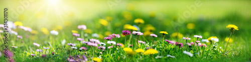 Meadow with lots of white and pink spring daisy flowers and yellow dandelions in sunny day