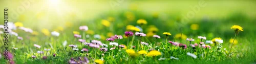 Obraz  z motywem Meadow with lots of white and pink spring daisy flowers and yellow dandelions in sunny day