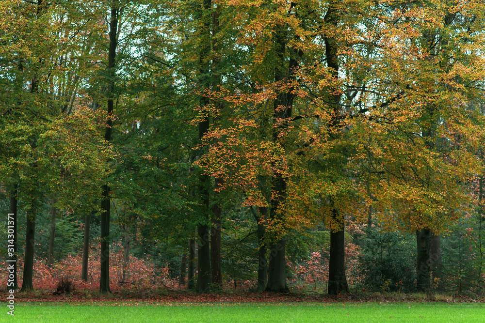 Fototapeta Meadow on the edge of an autumn forest.