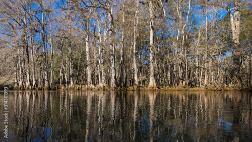 Cypress forest and river in Manatee Springs State Park  Florida.