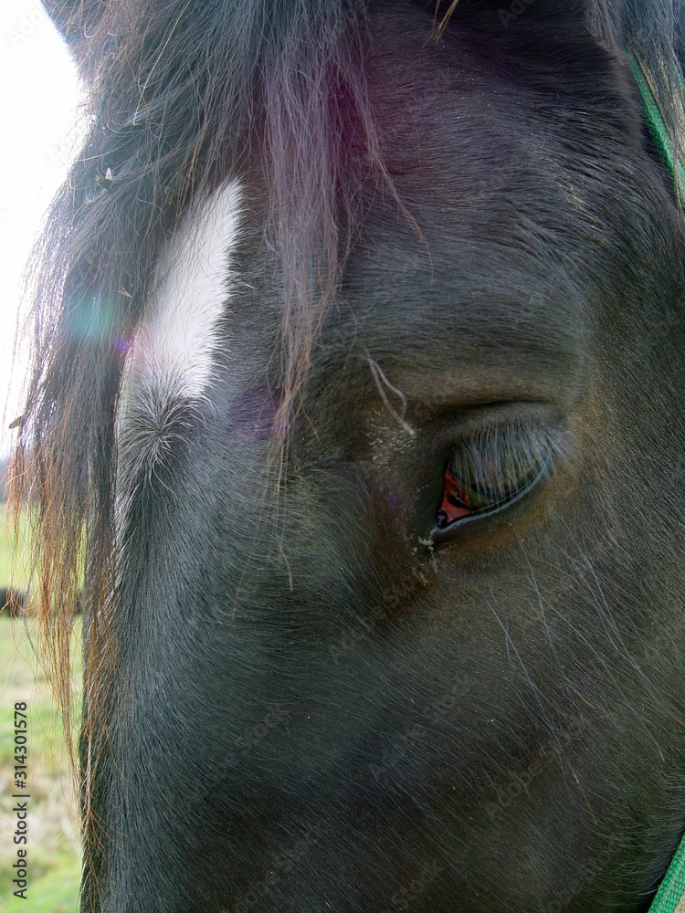 A horse's soft brown eyes A horse's soft brown eyes