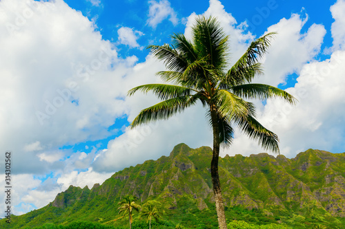 palm tree in front of a typical mountain in Oahu, Hawaii