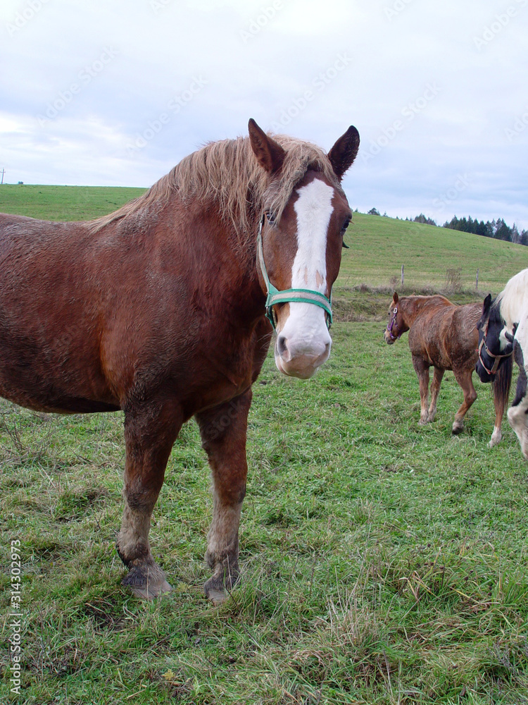 Work horse looking over a visitor Work horse looking over a visitor