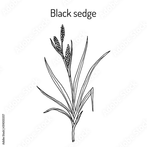 Photo Black sedge carex nigra , medicinal plant