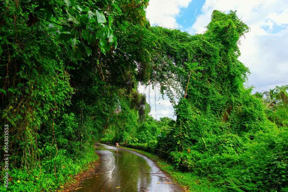 overgrown road on Oahu, Hawaii